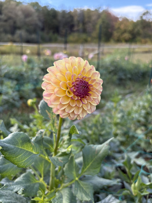 Random dahlia tuber for sale