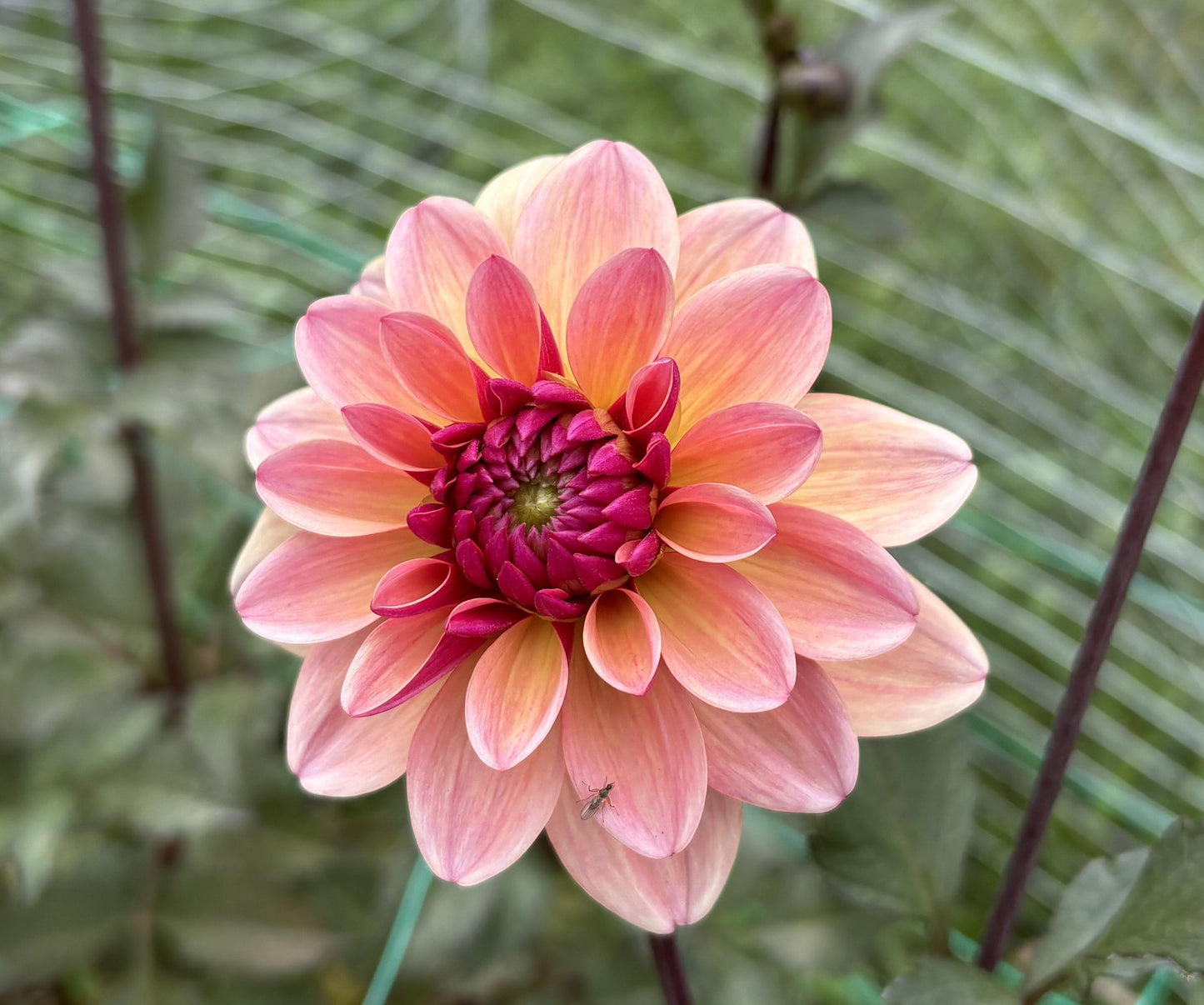 Mary's First dahlia tuber for sale