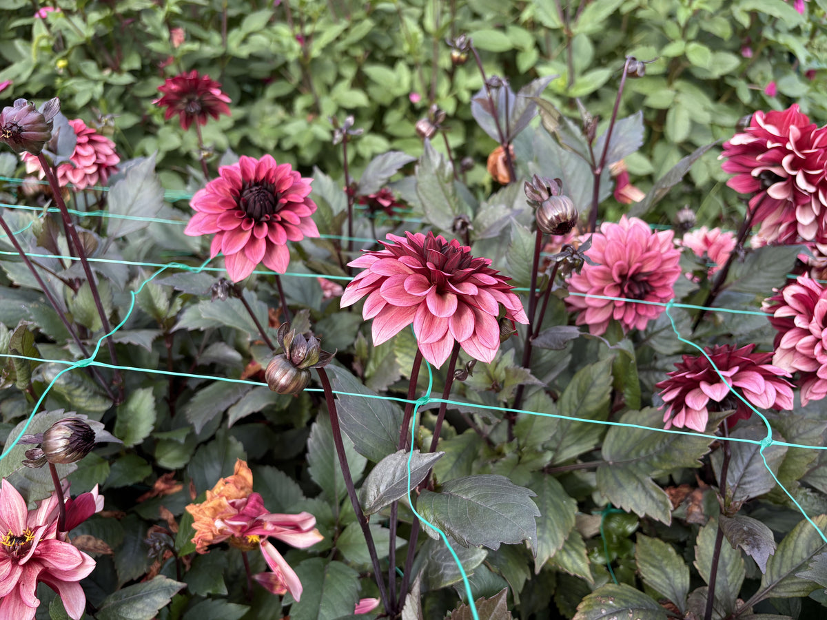 Night Silence dahlia tuber