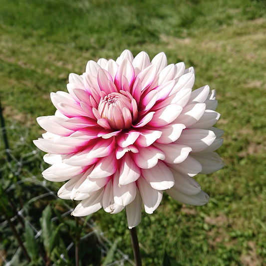 Dahlia Rebecca's World