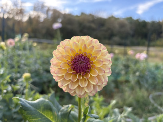 Random dahlia tuber for sale