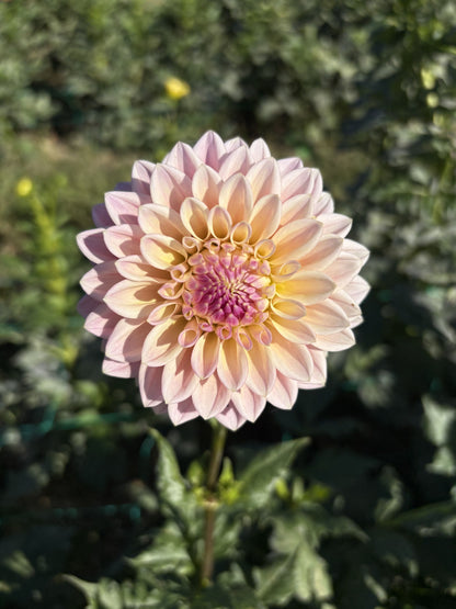 Coralie dahlia tuber for sale