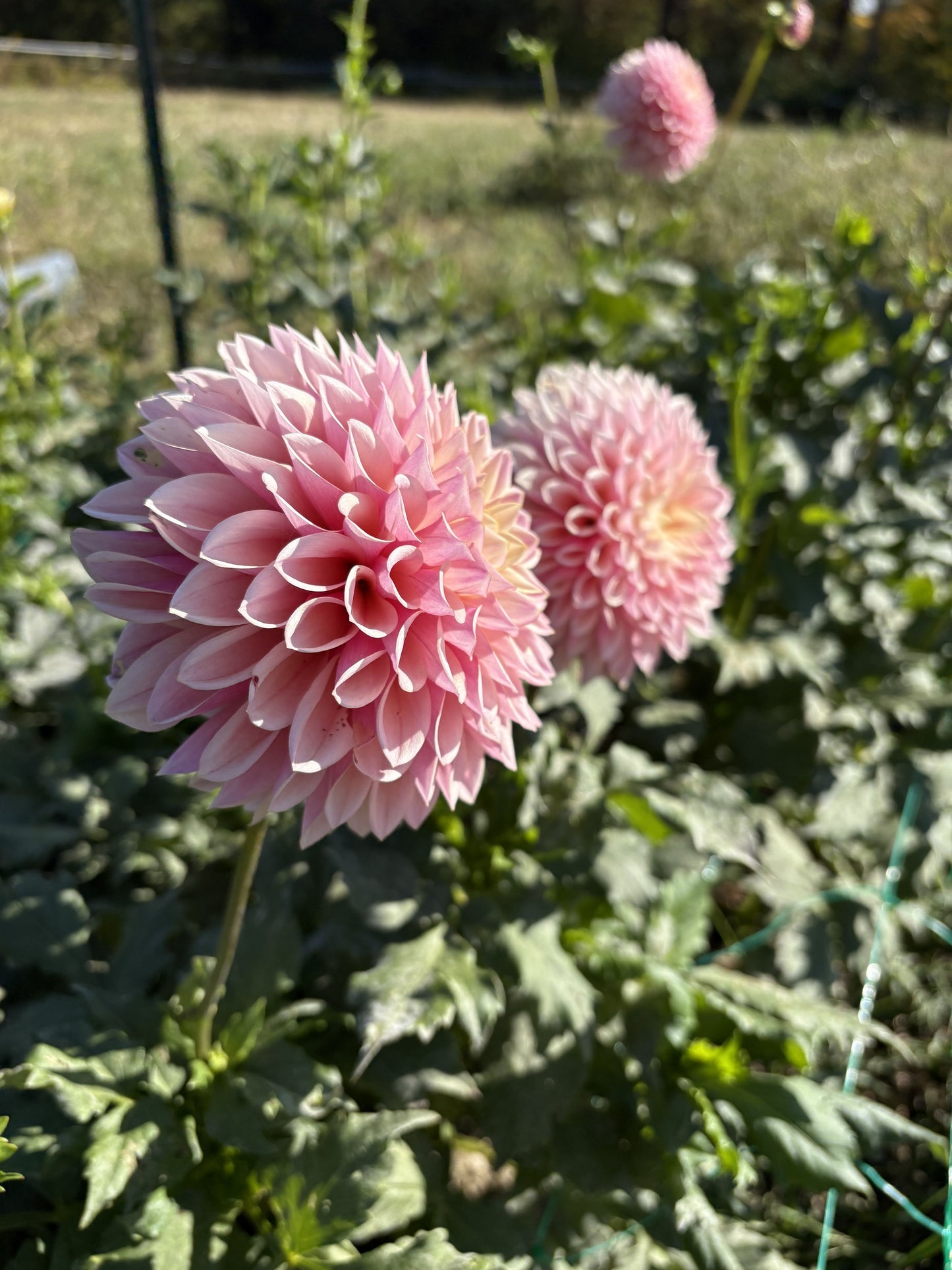 Coralie dahlia tuber for sale