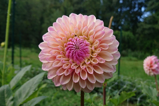 Coralie dahlia tuber for sale