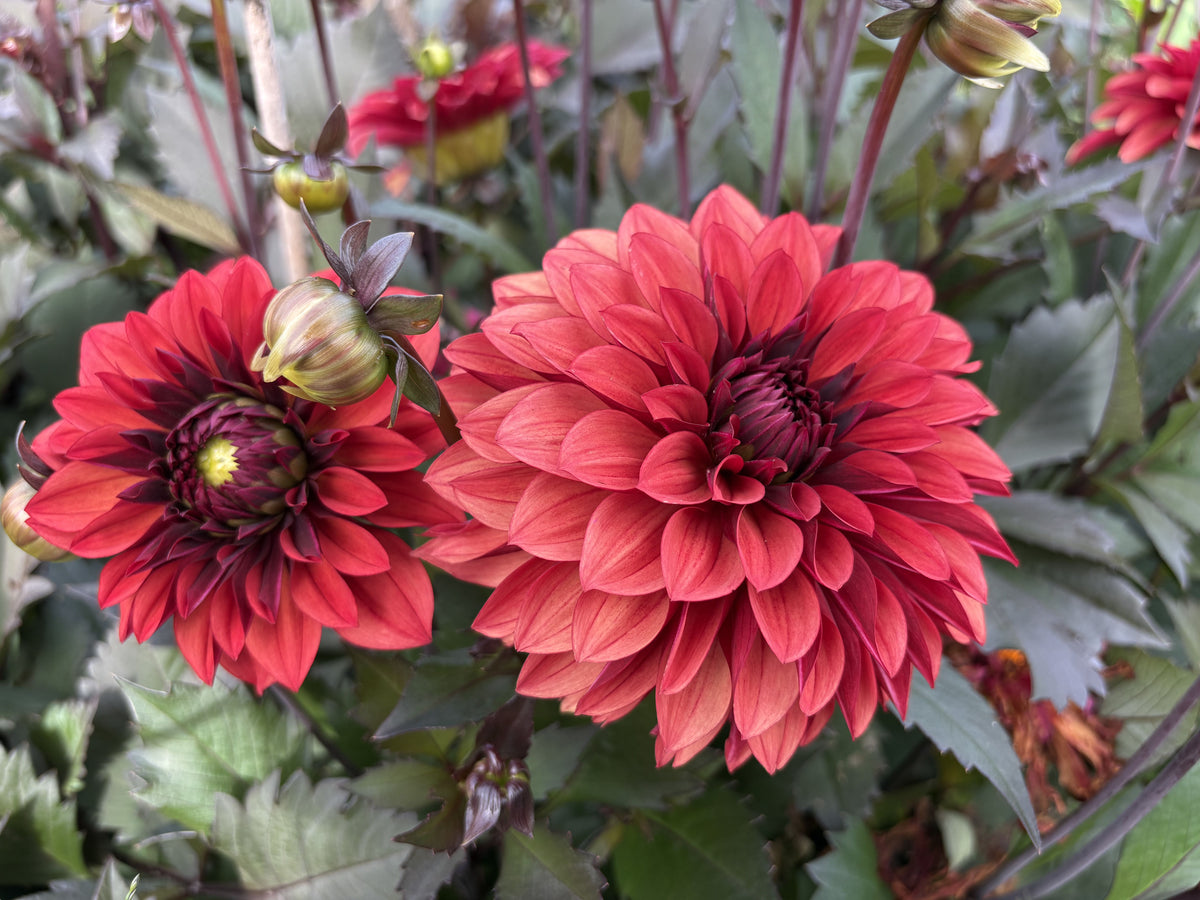 Danique dahlia tuber