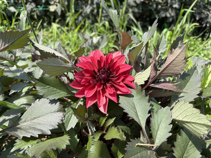 Danique dahlia tuber for sale
