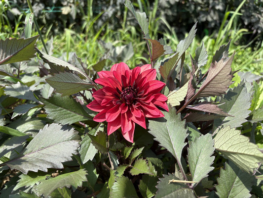 Danique dahlia tuber for sale