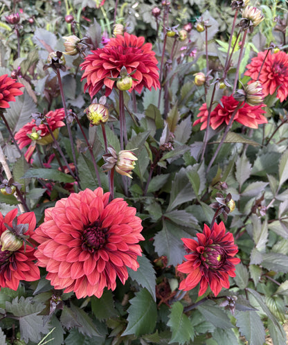 Danique dahlia tuber