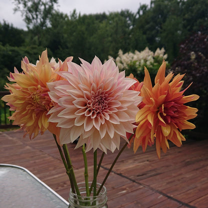 Dahlia warm tones