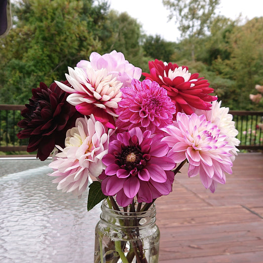 Dahlias cool tones