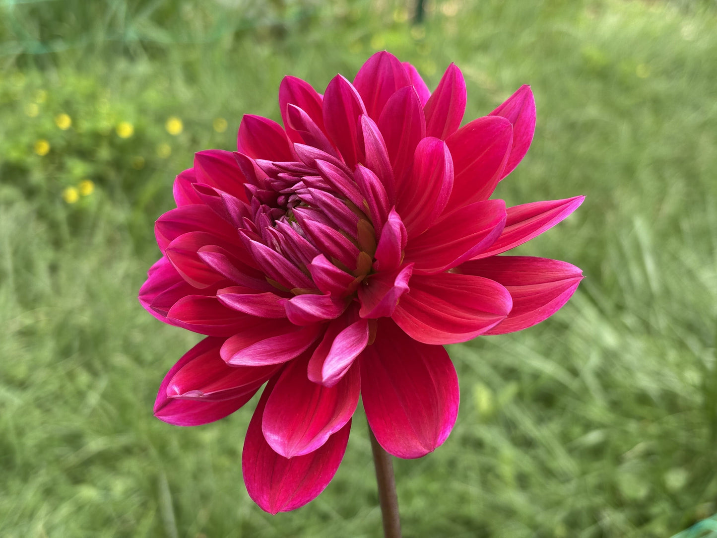 Hollyhill Pandora dahlia tuber for sale