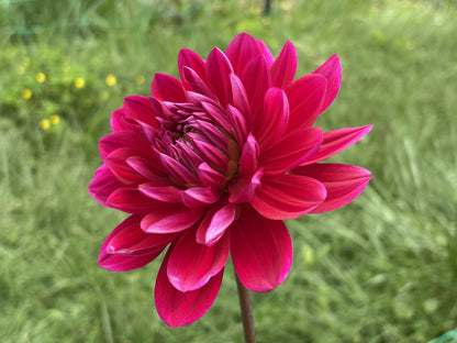 Hollyhill Pandora dahlia tuber for sale