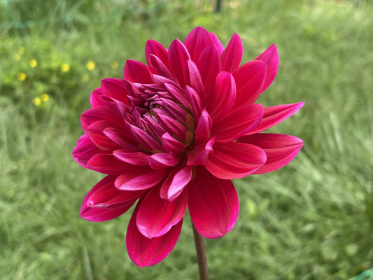 Hollyhill Pandora dahlia tuber for sale
