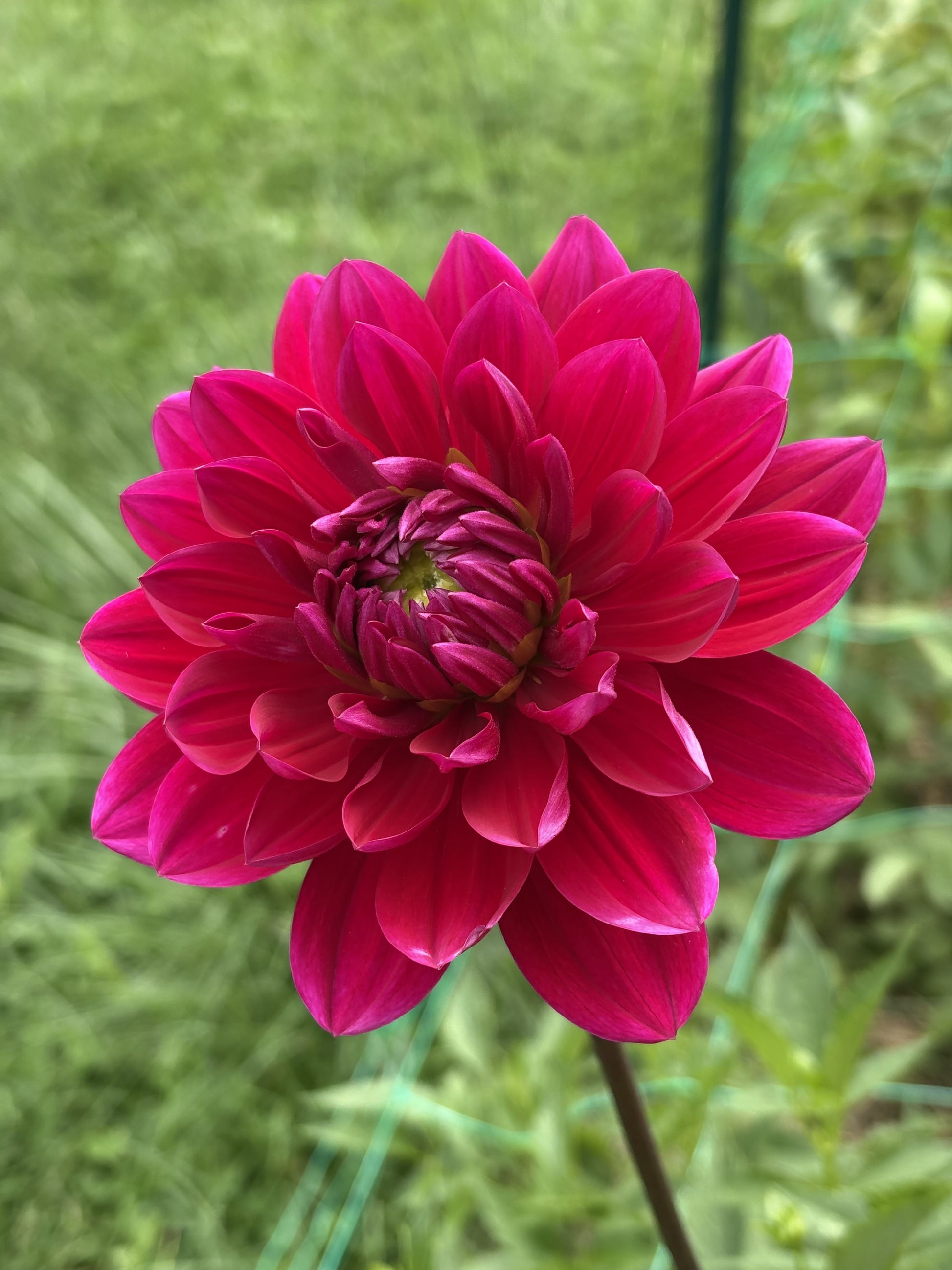 Hollyhill Pandora dahlia tuber for sale