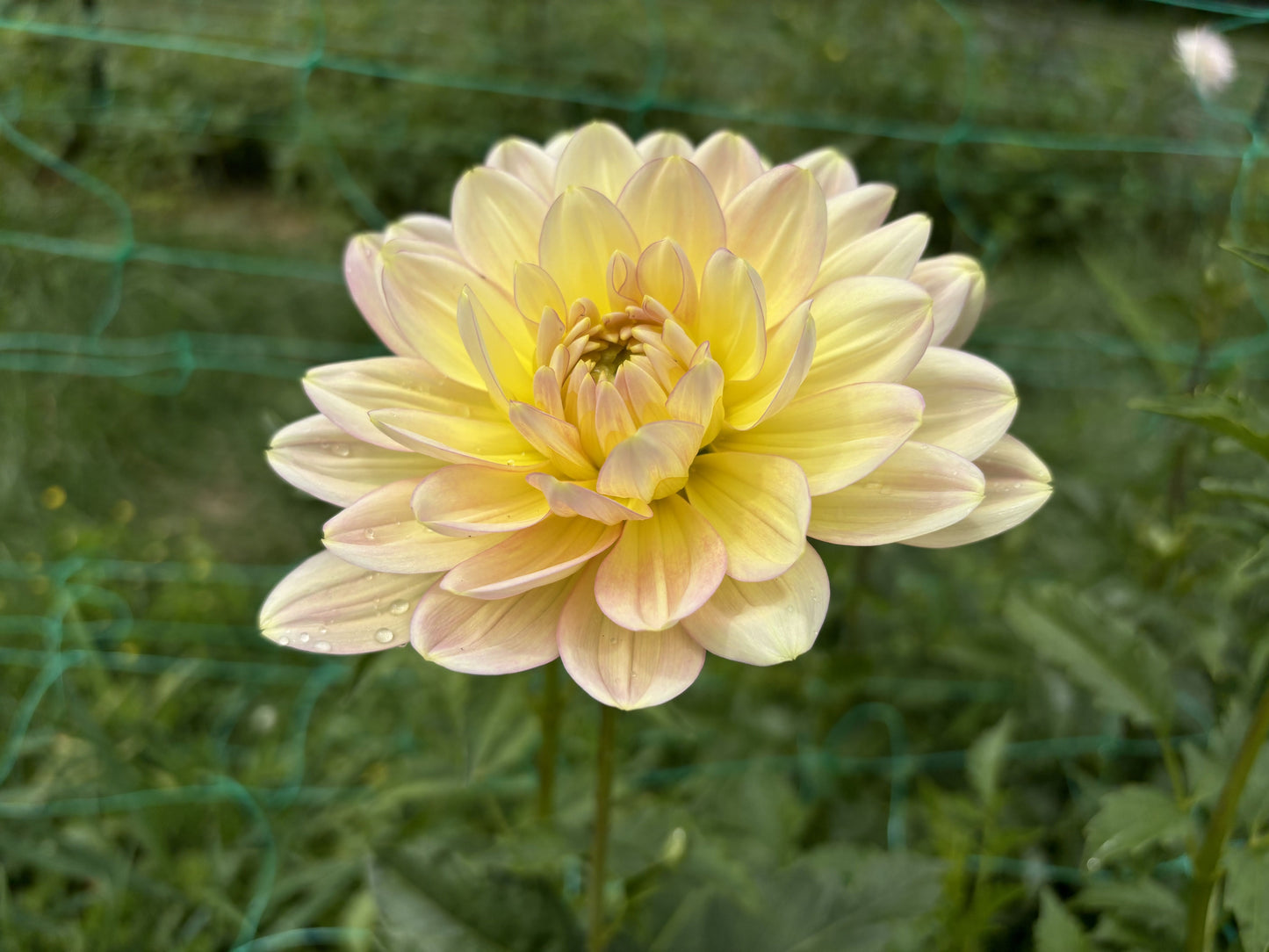 Hollyhill Serenity dahlia tuber for sale
