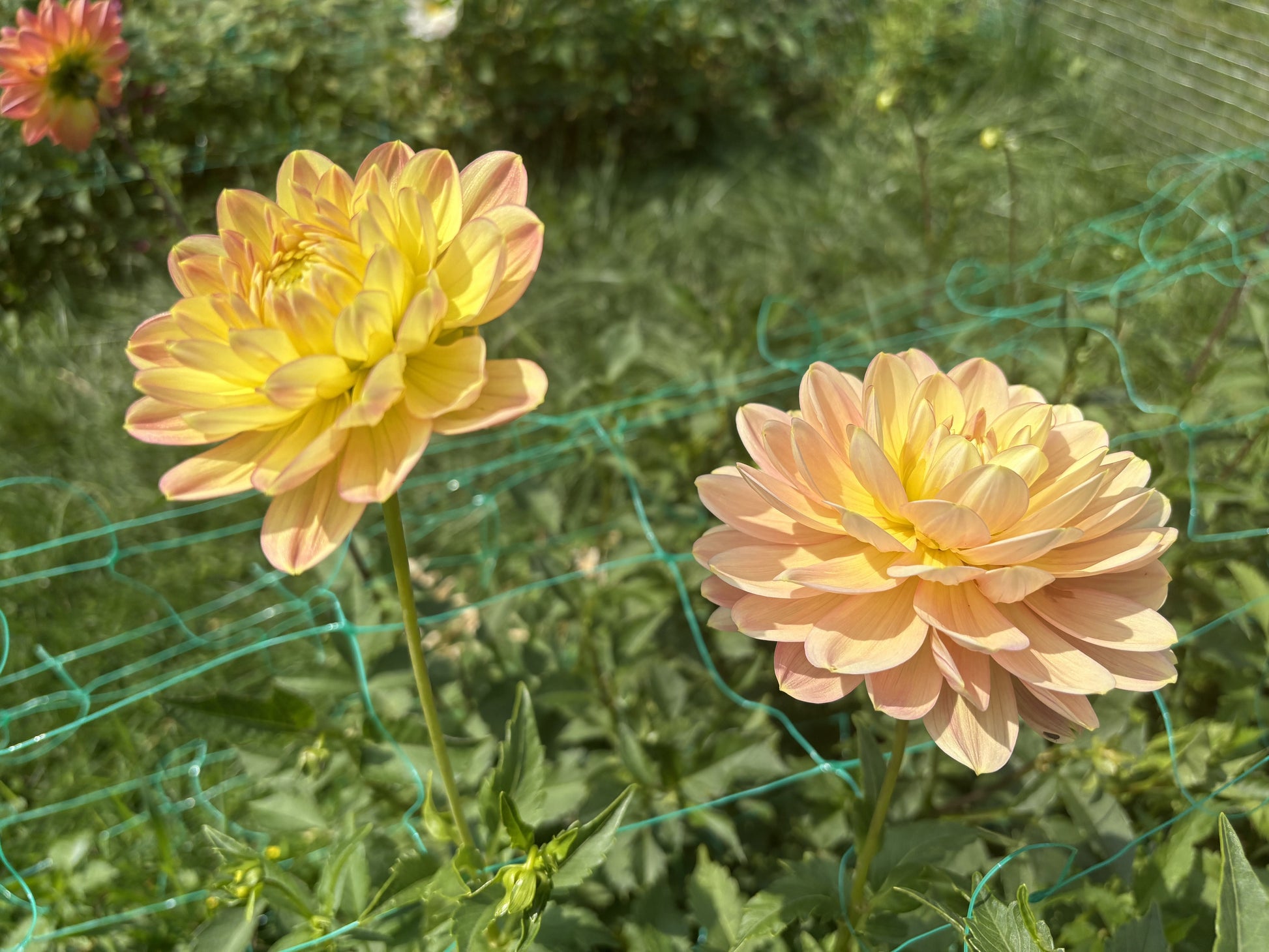 Hollyhill Serenity dahlia tuber for sale