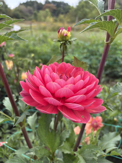 Hollyhill Daydream dahlia tuber