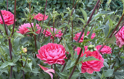 Hollyhill Daydream dahlia tuber