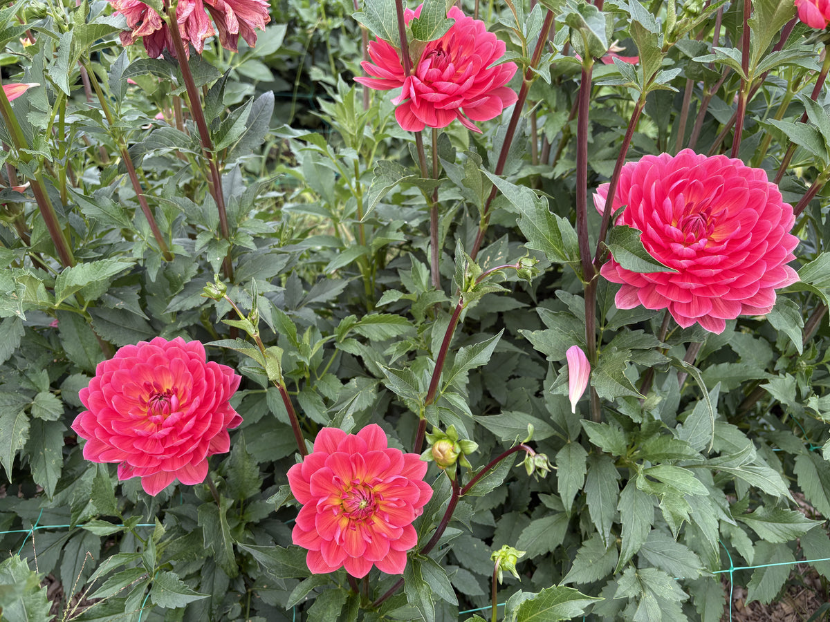 Hollyhill Daydream dahlia tuber