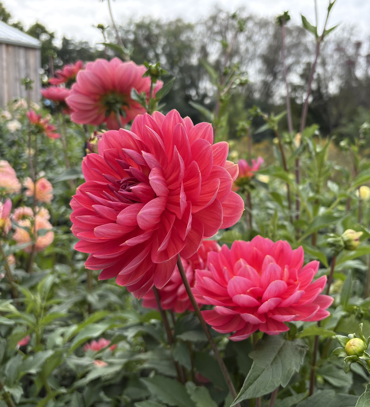 Hollyhill Daydream dahlia tuber