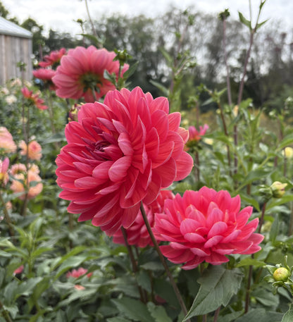 Hollyhill Daydream dahlia tuber
