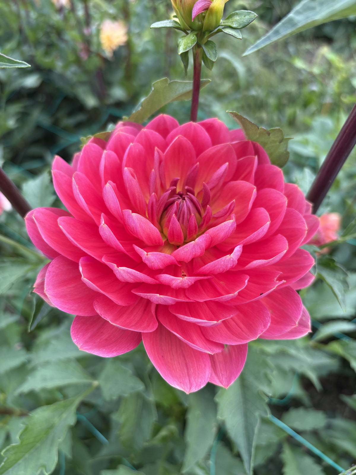 Hollyhill Daydream dahlia tuber