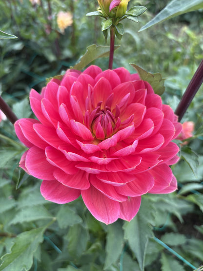 Hollyhill Daydream dahlia tuber