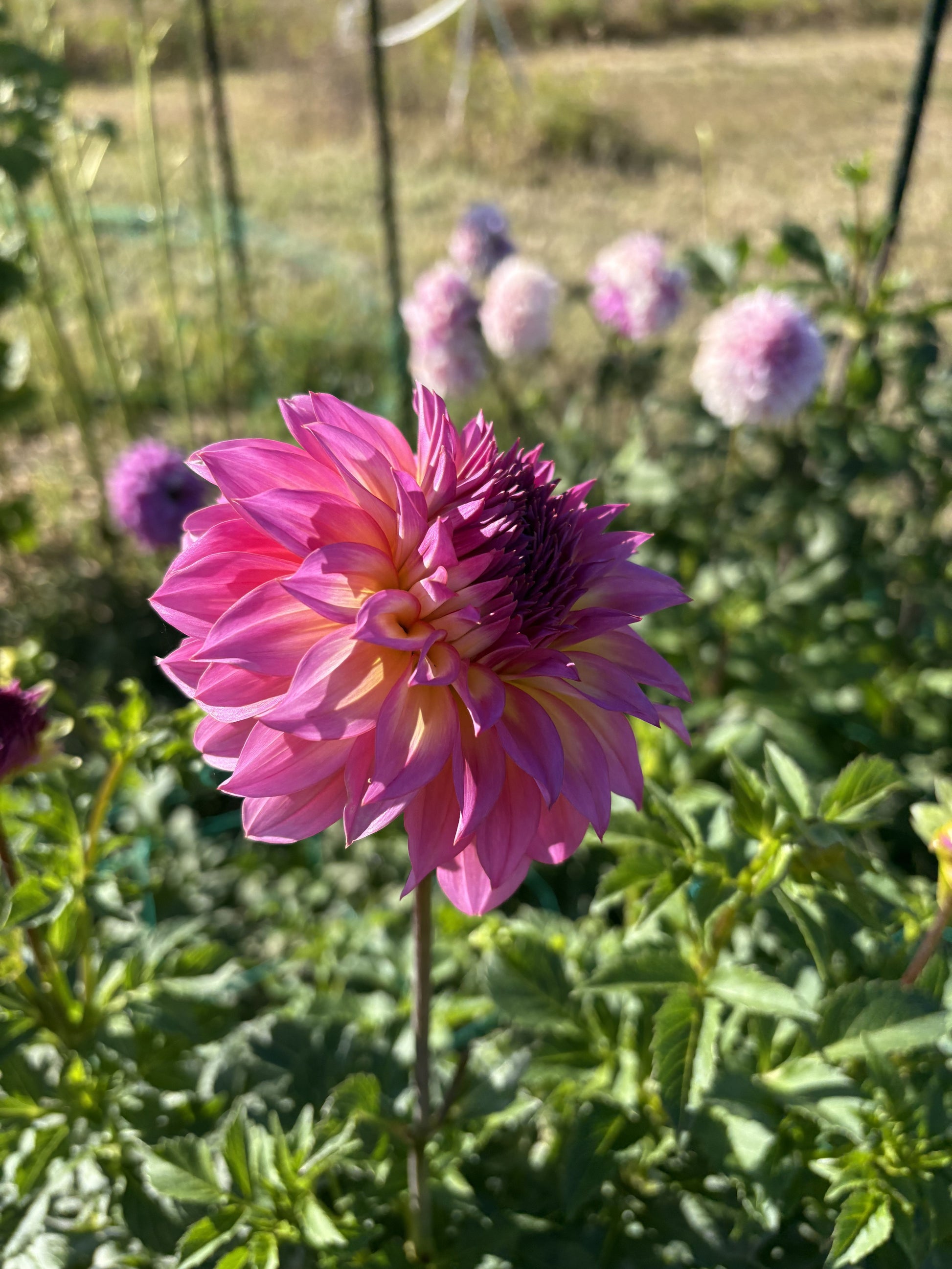 Hollyhill Gloria dahlia tuber for sale