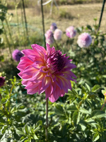 Hollyhill Gloria dahlia tuber for sale