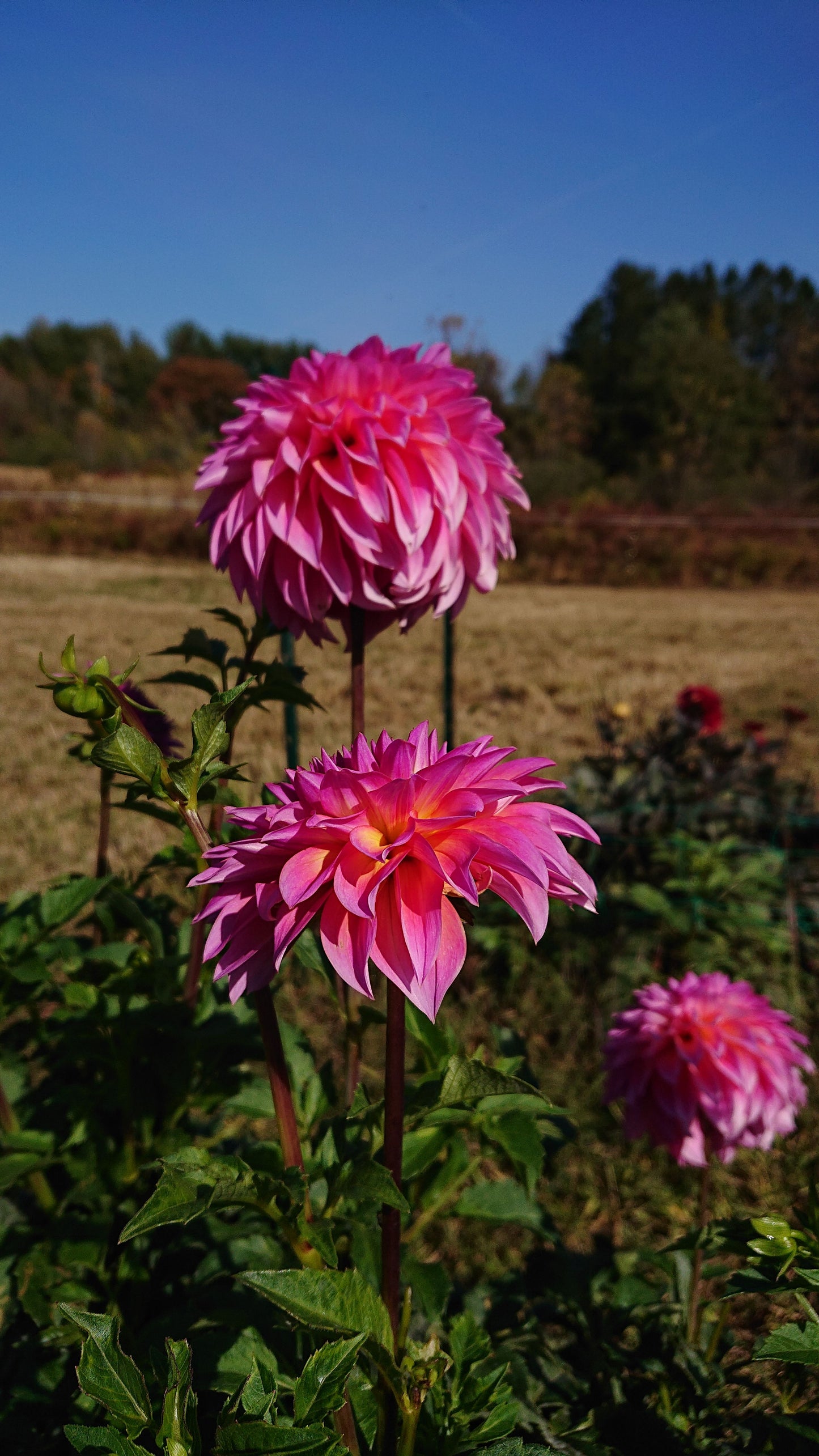 Hollyhill Gloria dahlia tuber for sale