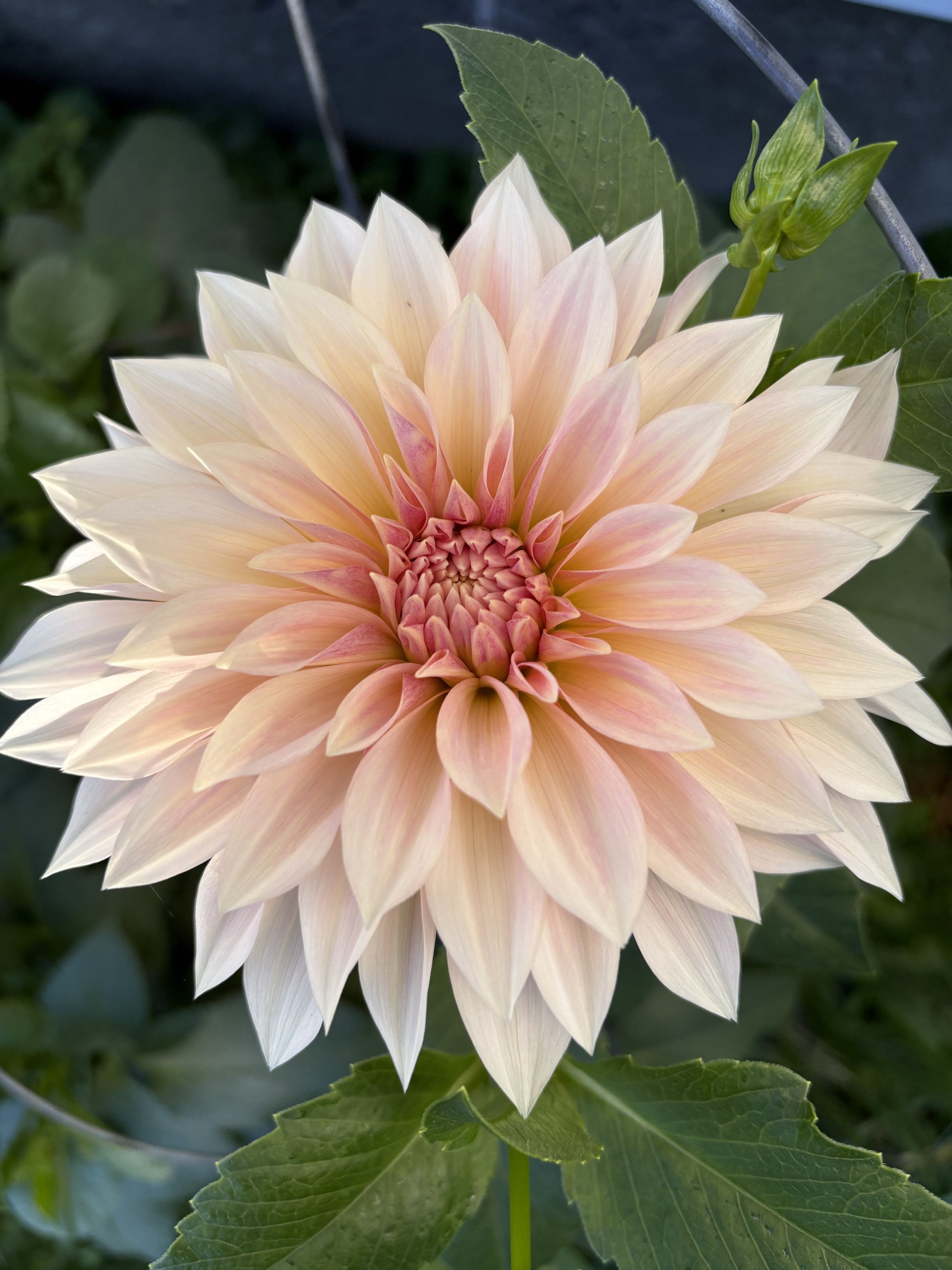Jolene dahlia tuber for sale