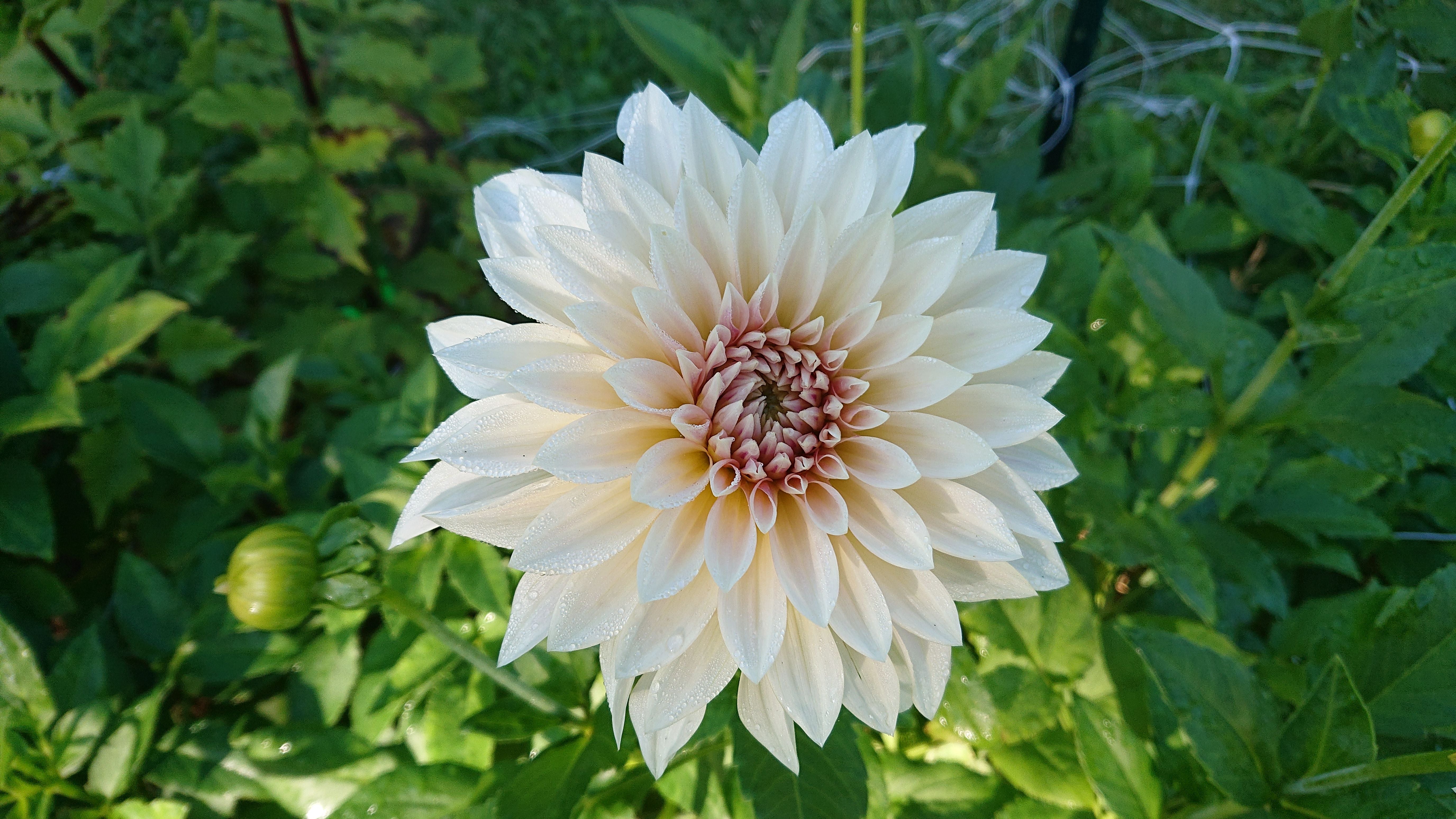 Cafe Au Lait Mini (Jolene) Dahlia Tuber – Beverly Farm