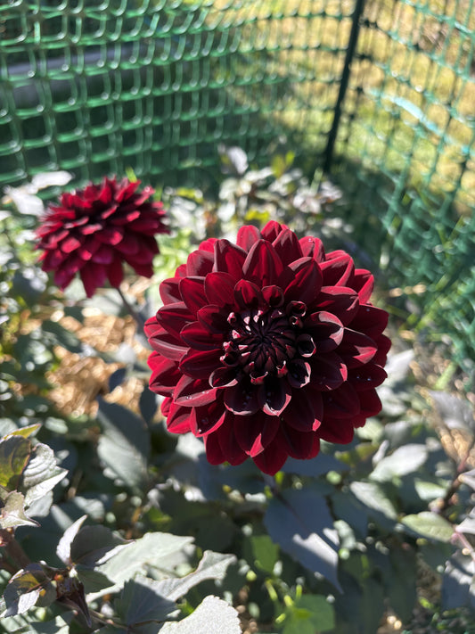 Karma Choc dahlia tuber for sale