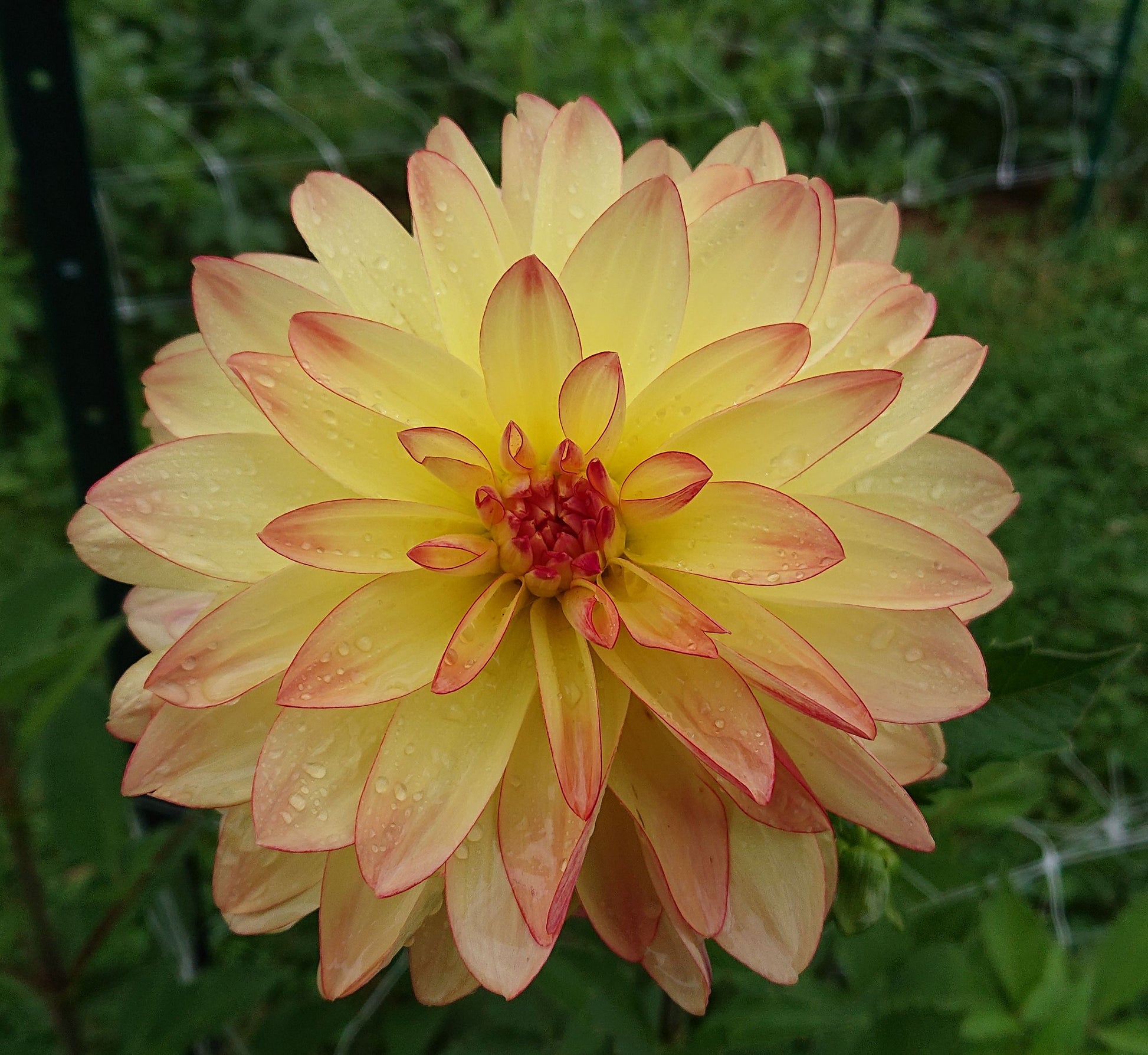 Keith H dahlia tuber for sale