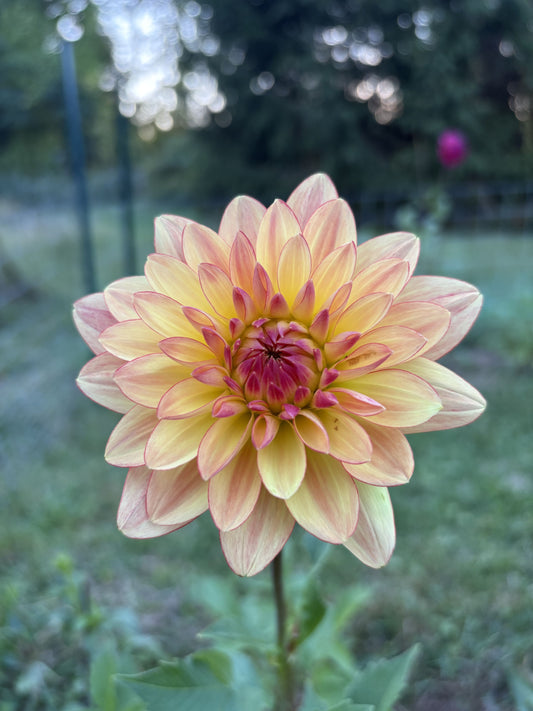 Keith H dahlia tuber for sale