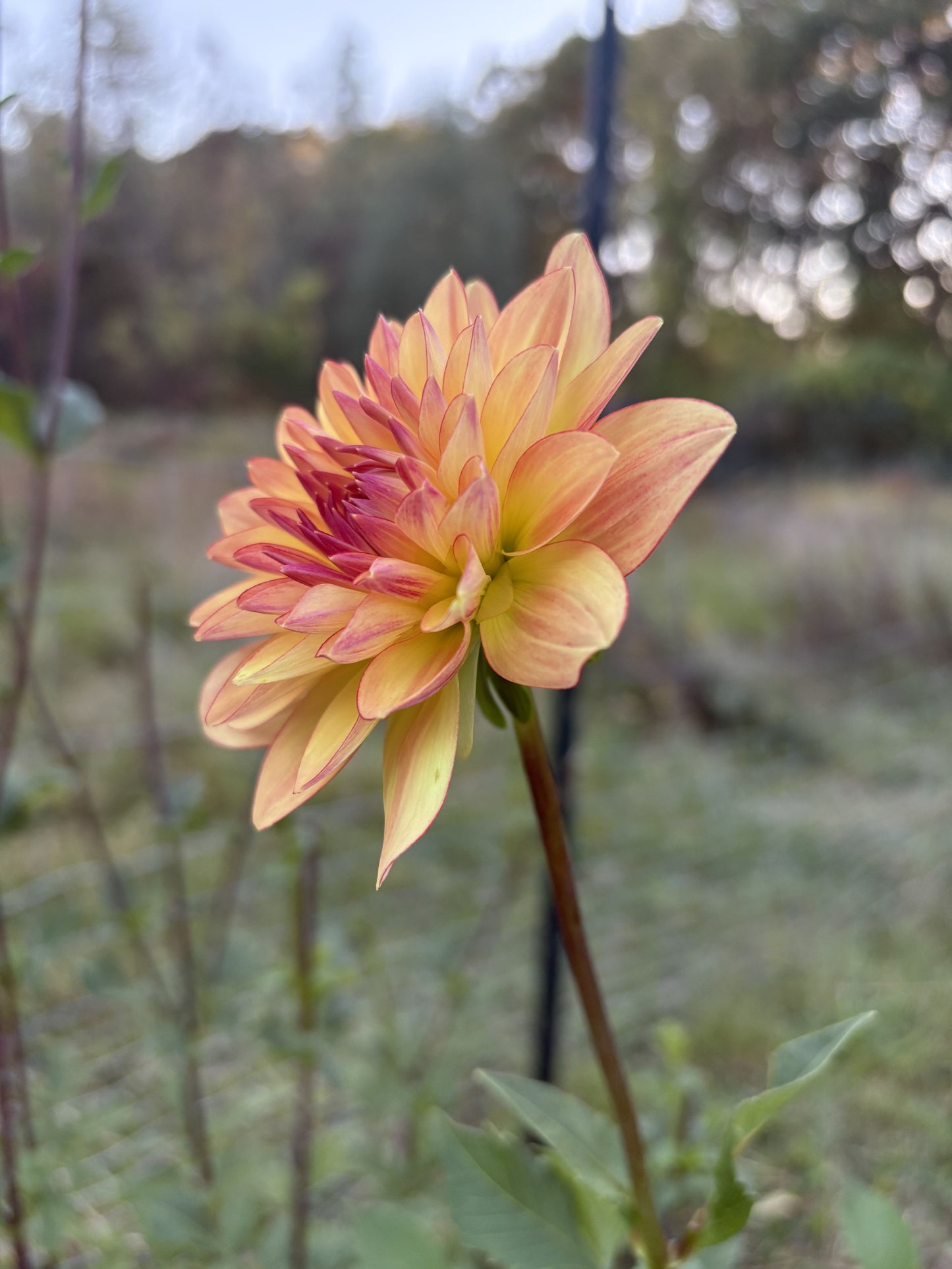 Keith H dahlia tuber for sale