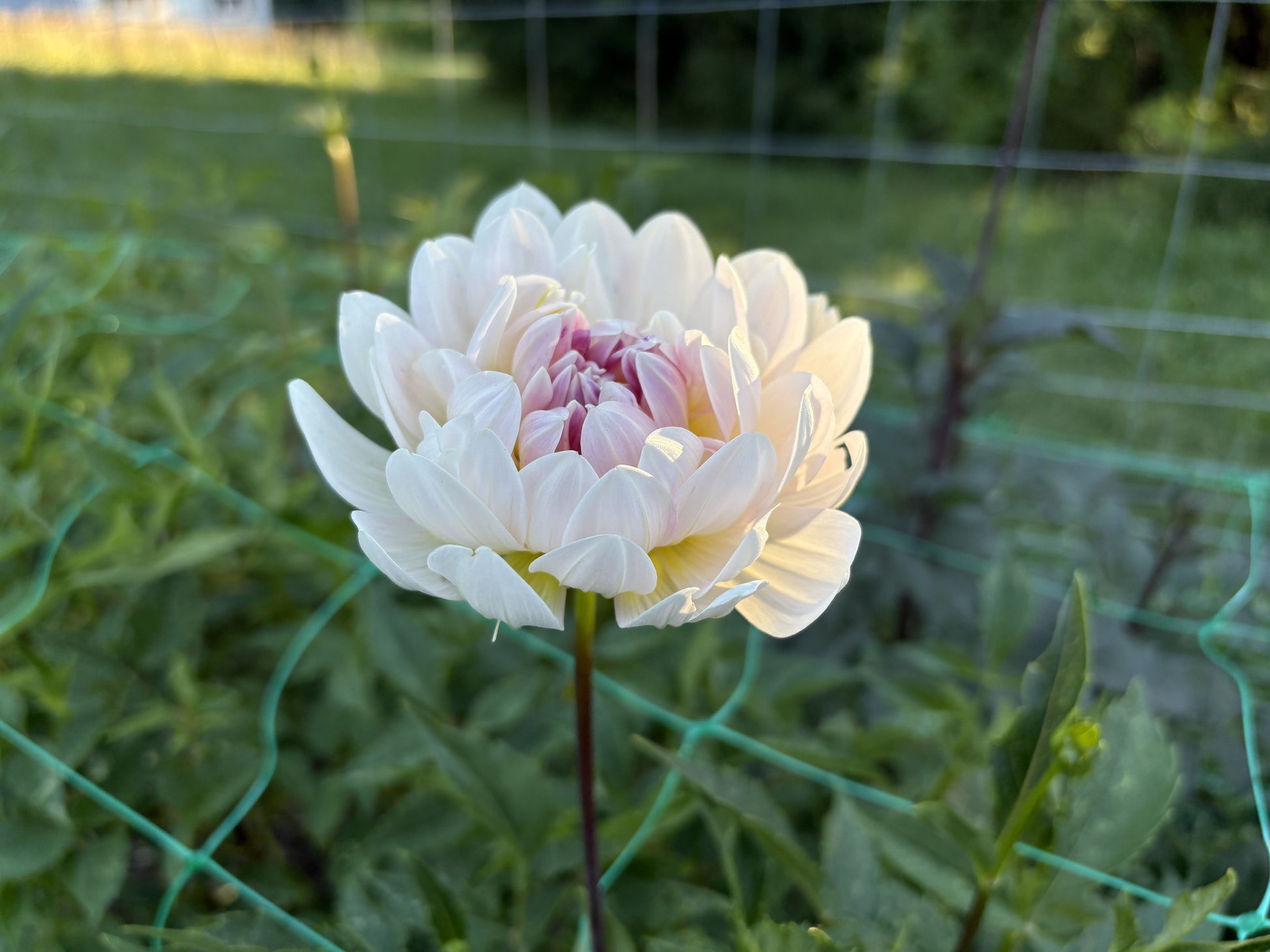 Kelgai Ann dahlia tuber for sale