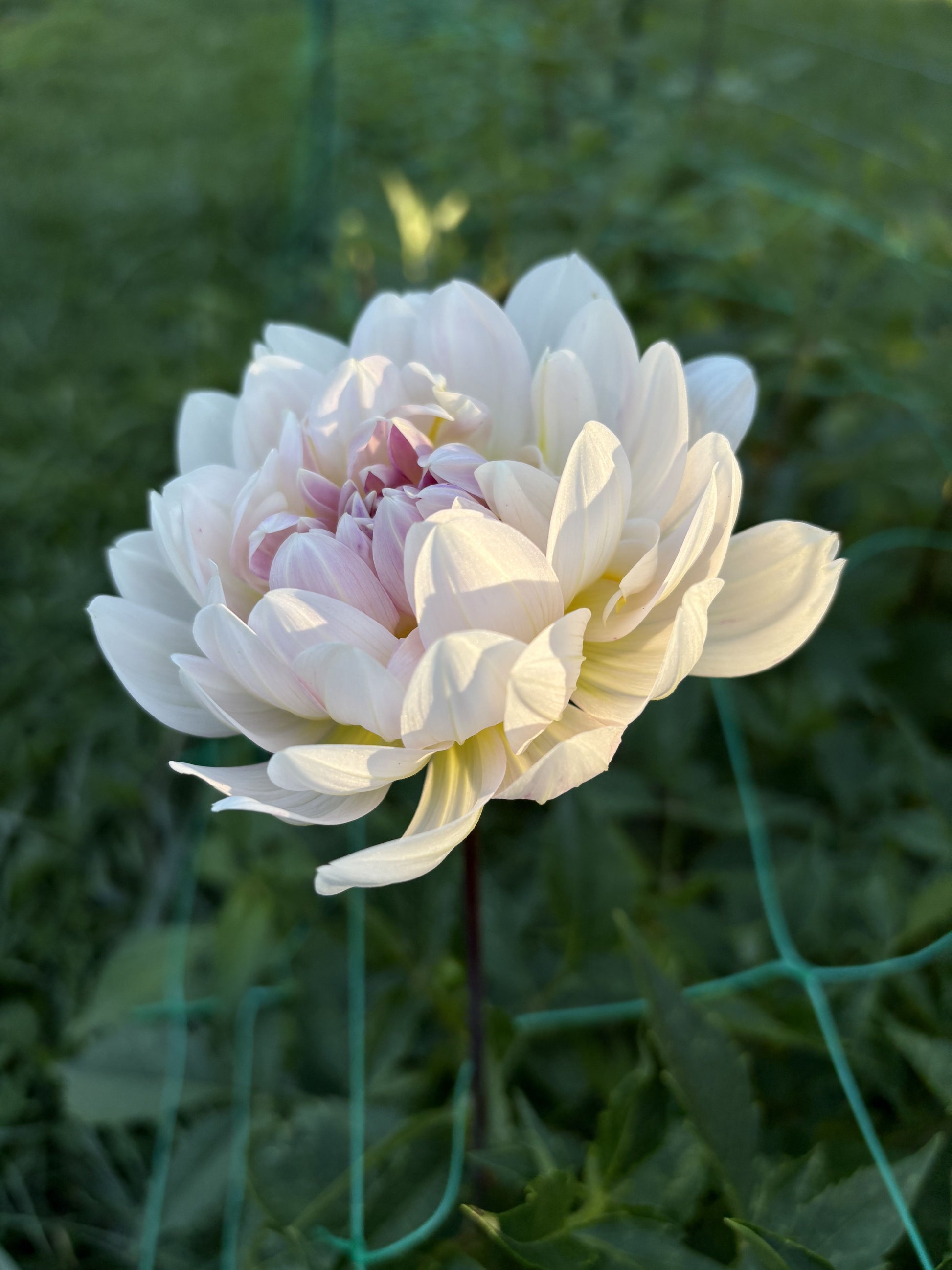 Kelgai Ann dahlia tuber for sale