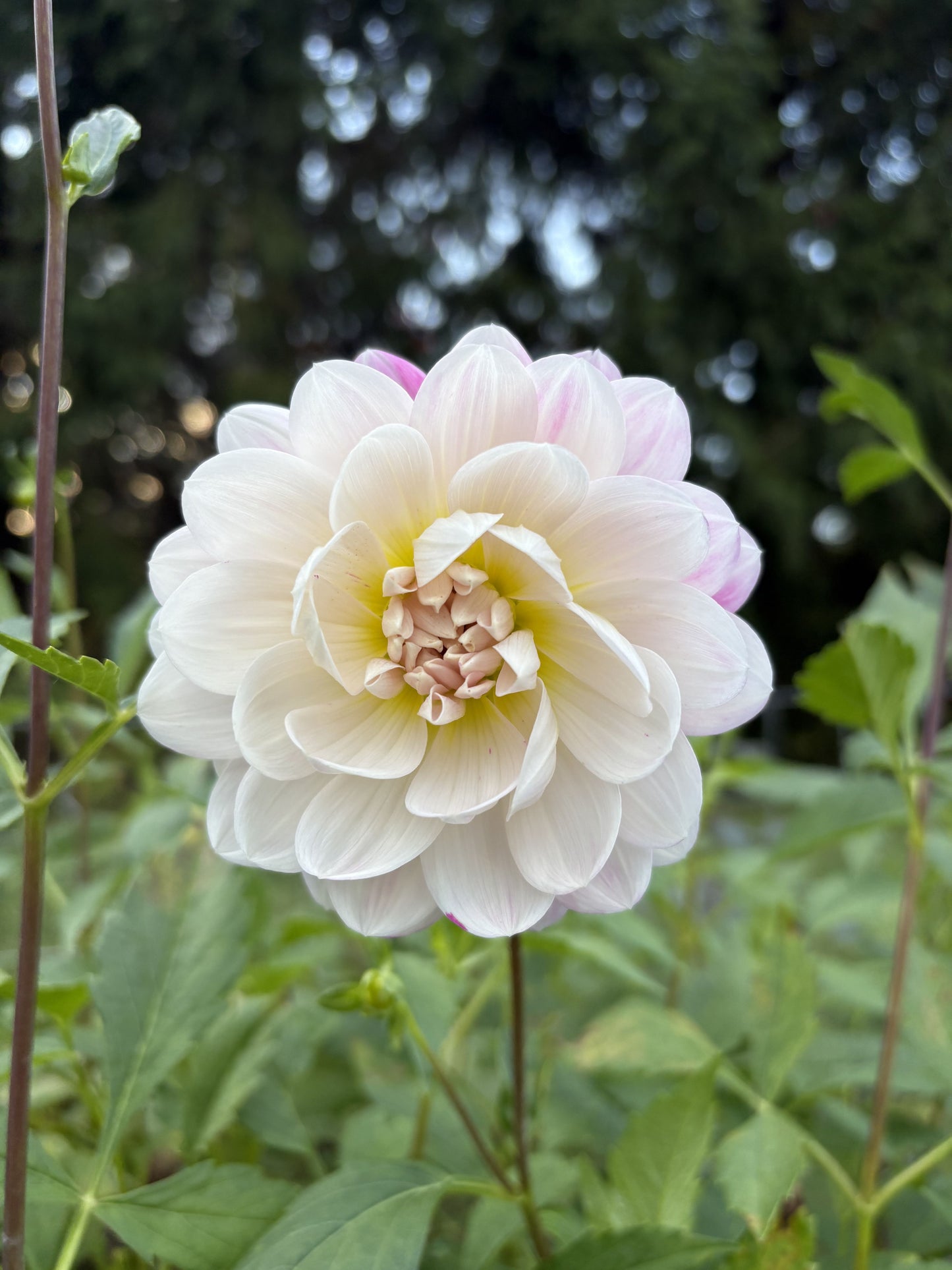 Kelgai Ann dahlia tuber for sale