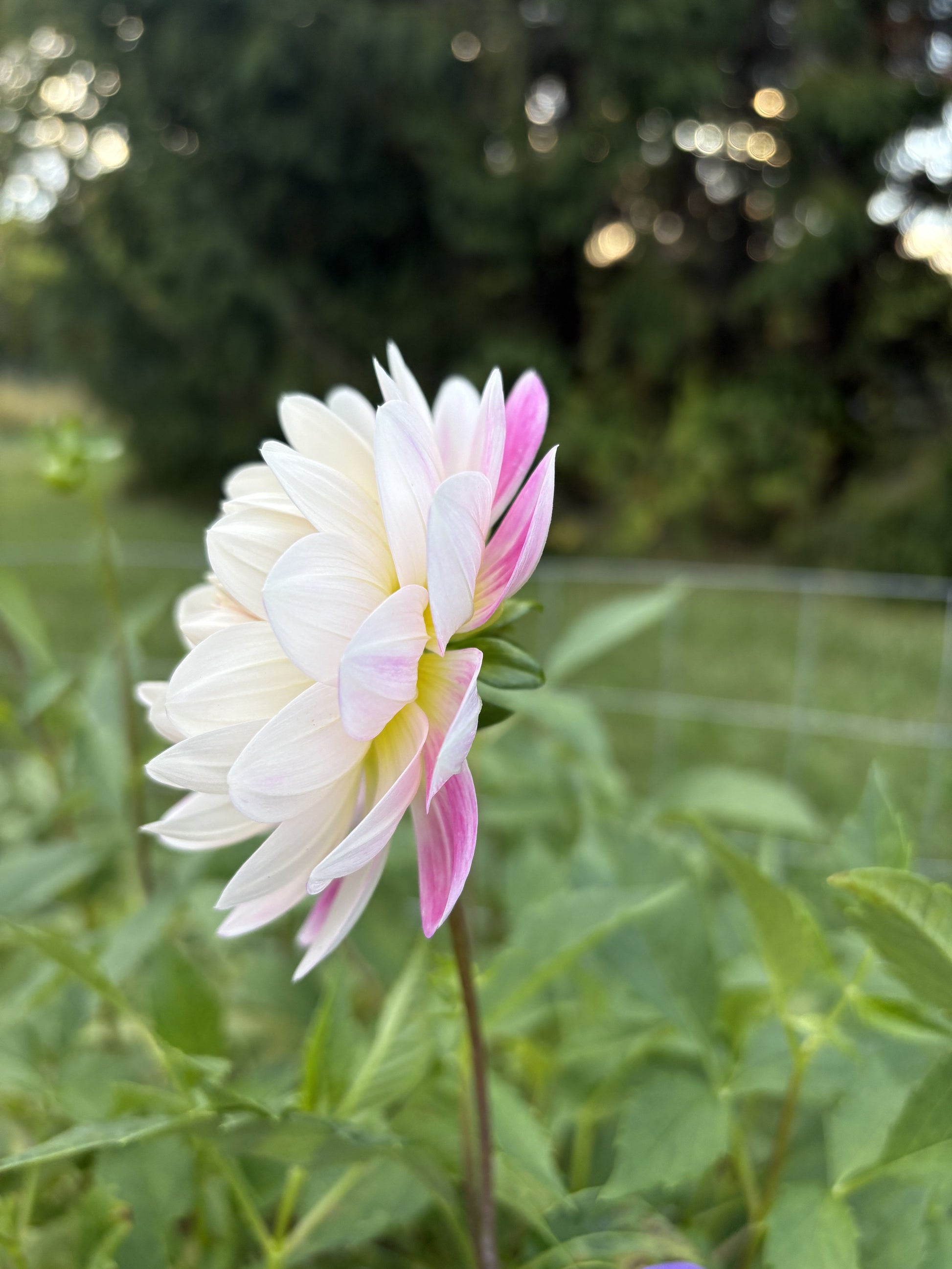 Kelgai Ann dahlia tuber for sale