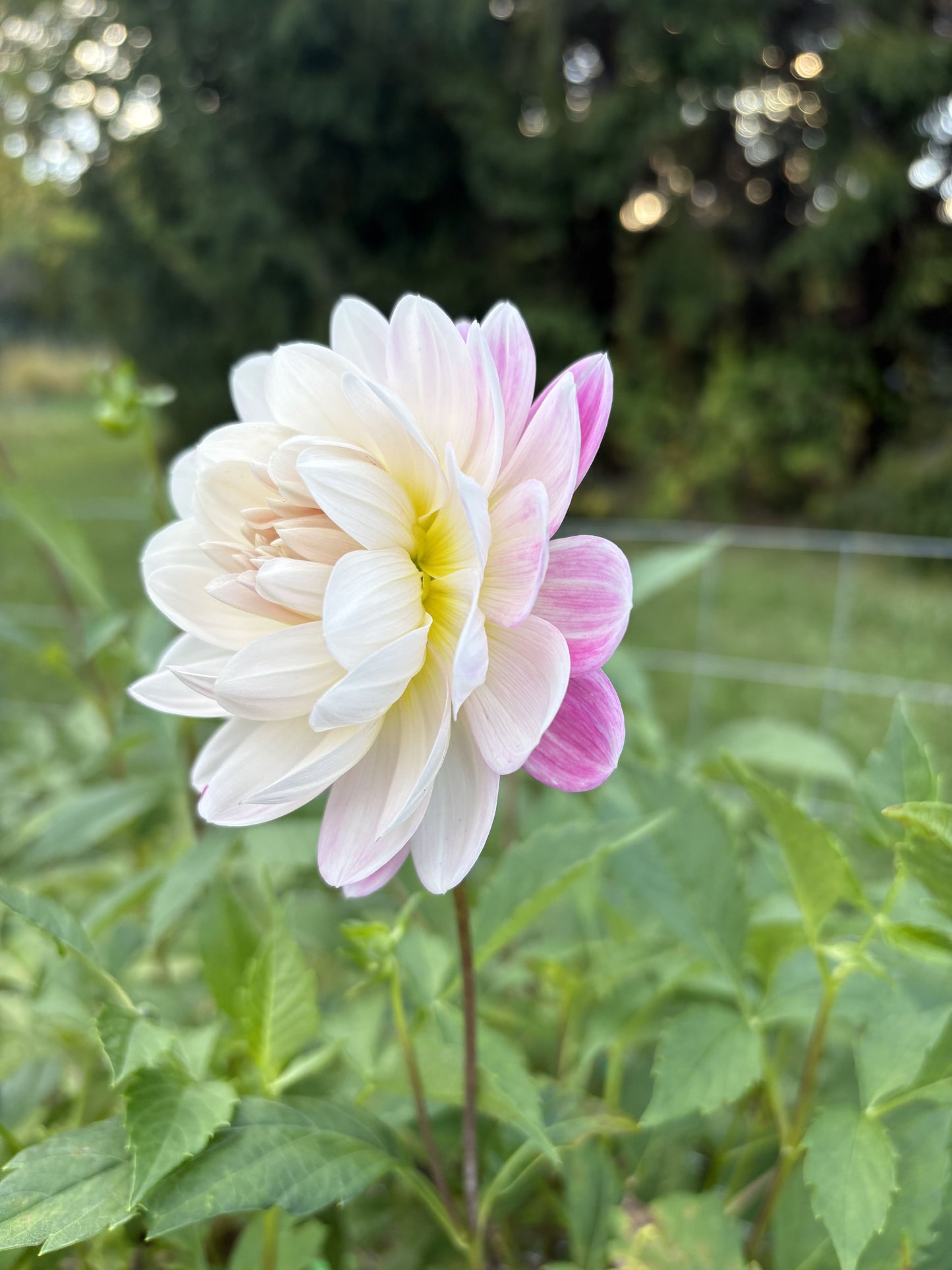 Kelgai Ann dahlia tuber for sale