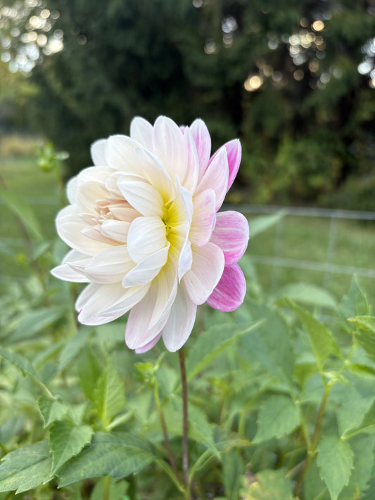 Kelgai Ann dahlia tuber for sale