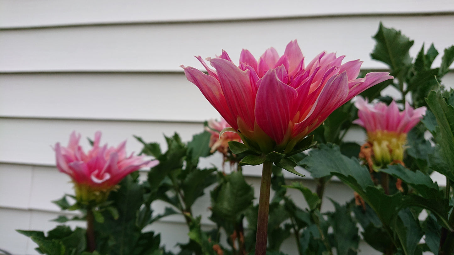 Labyrinth dahlia tuber for sale