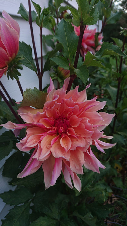 Labyrinth dahlia tuber for sale