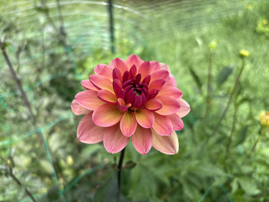 Mary's First dahlia tuber for sale