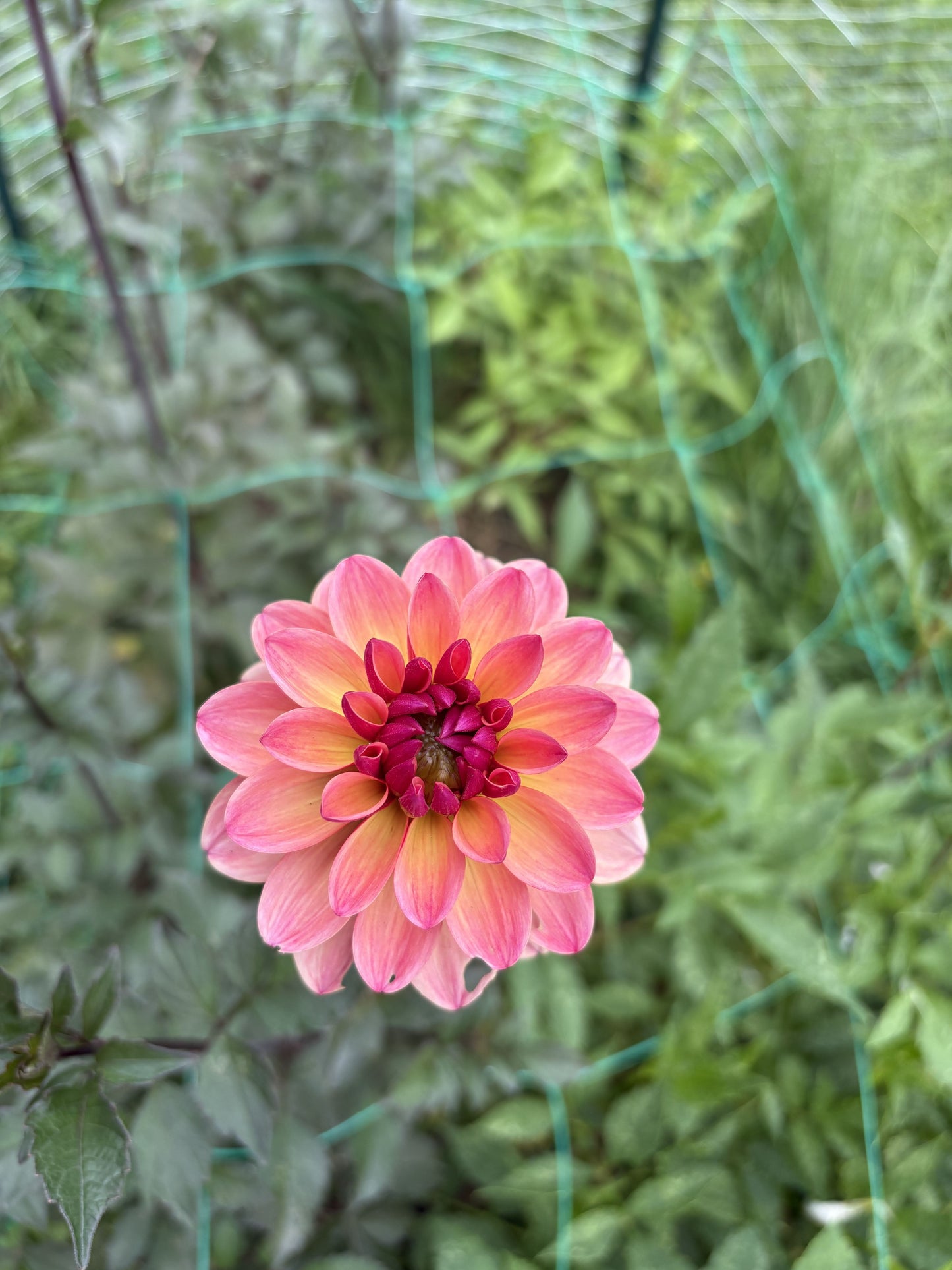 Mary's First dahlia tuber for sale
