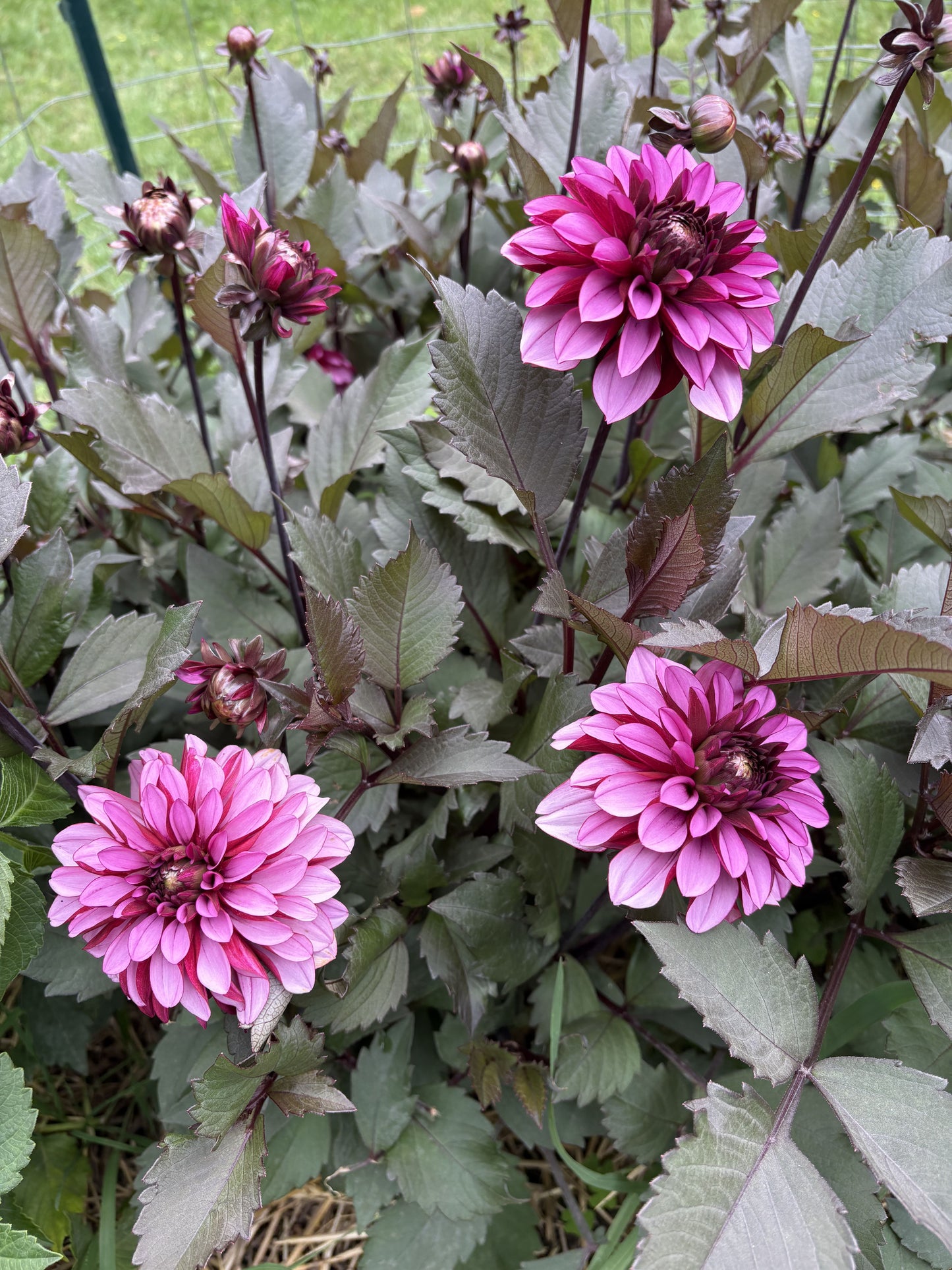 Melissa Anna Marijke dahlia tuber for sale