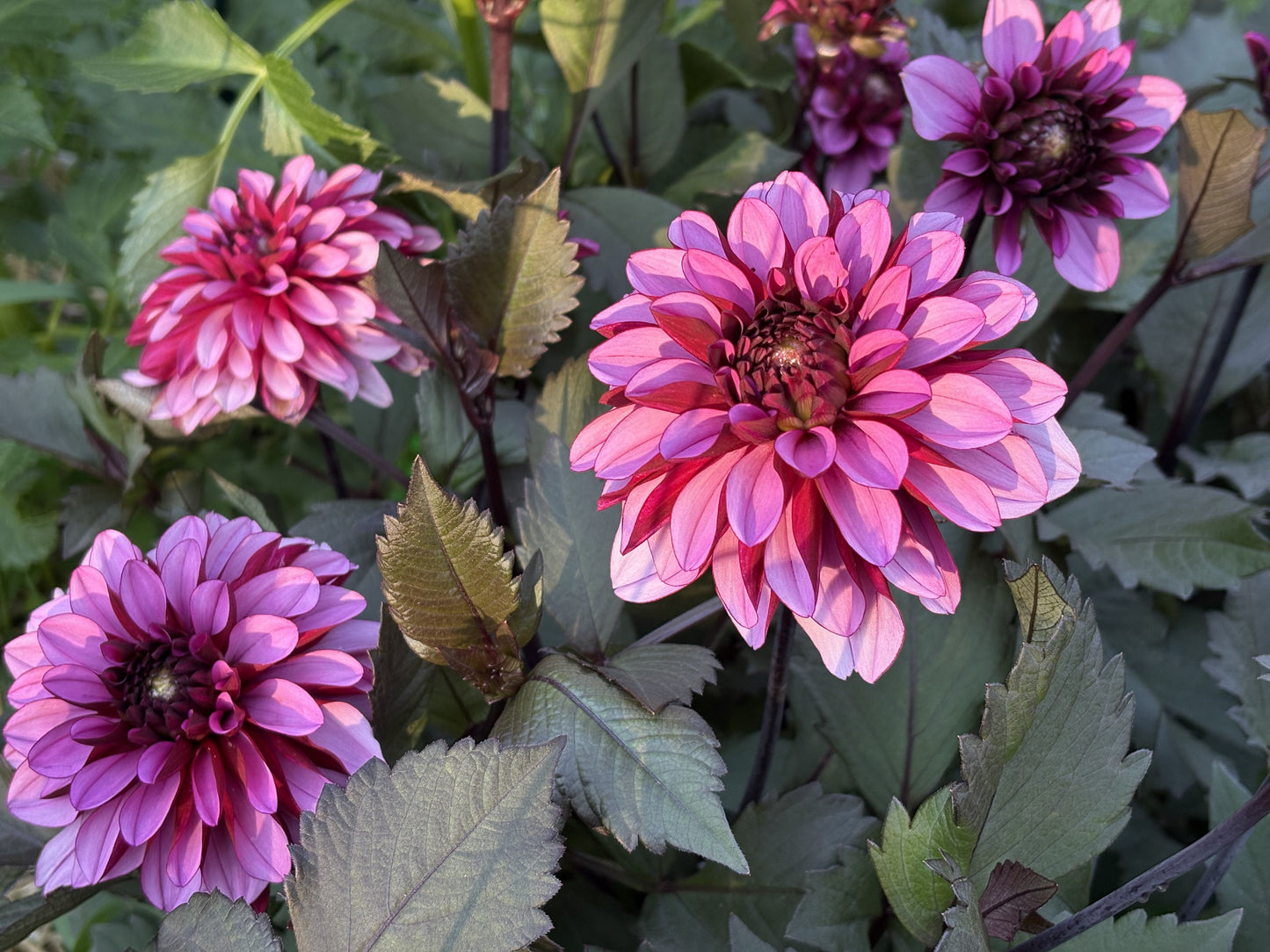 Melissa Anna Marijke dahlia tuber for sale