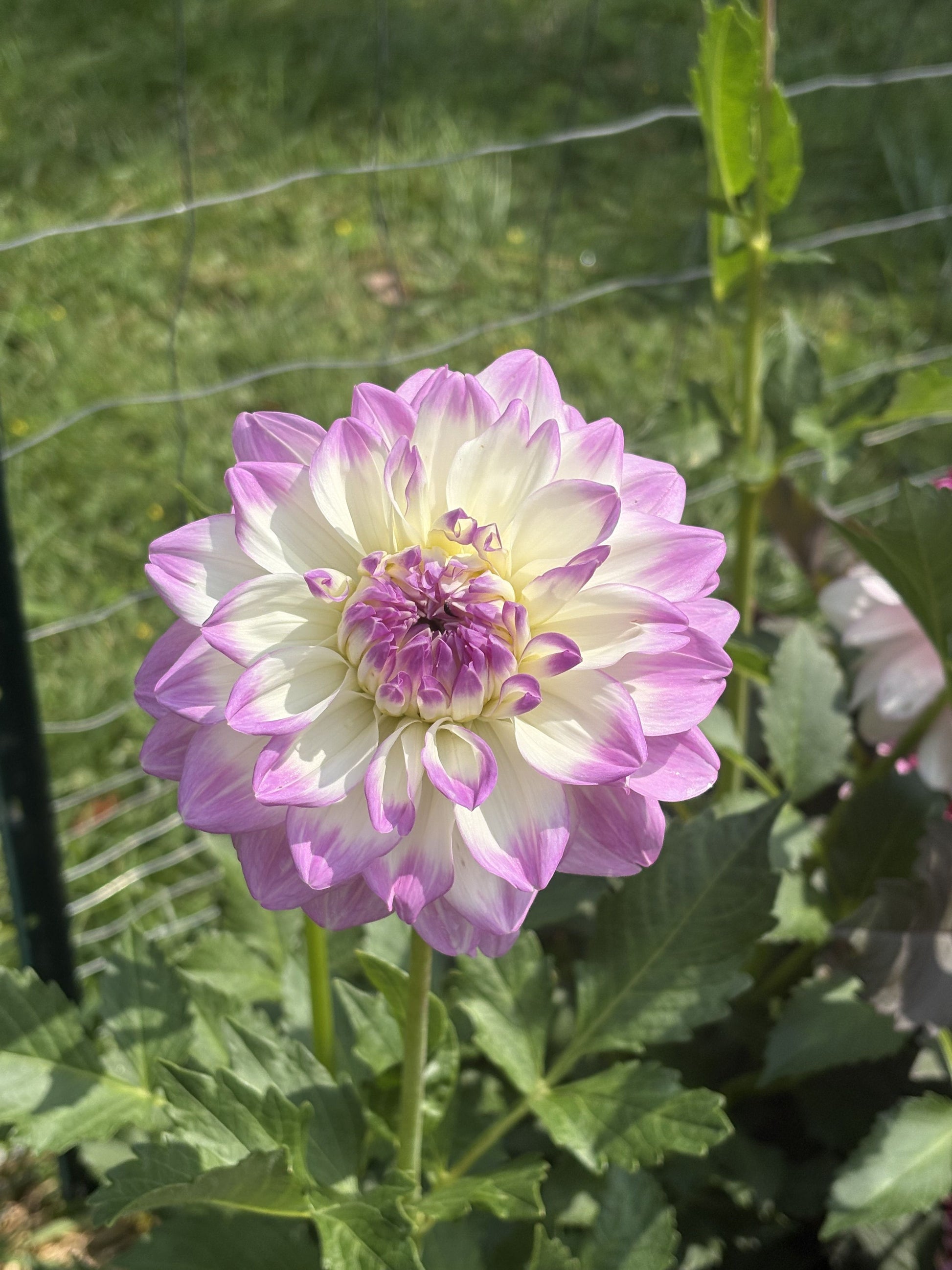 Mikayla Miranda dahlia tuber for sale