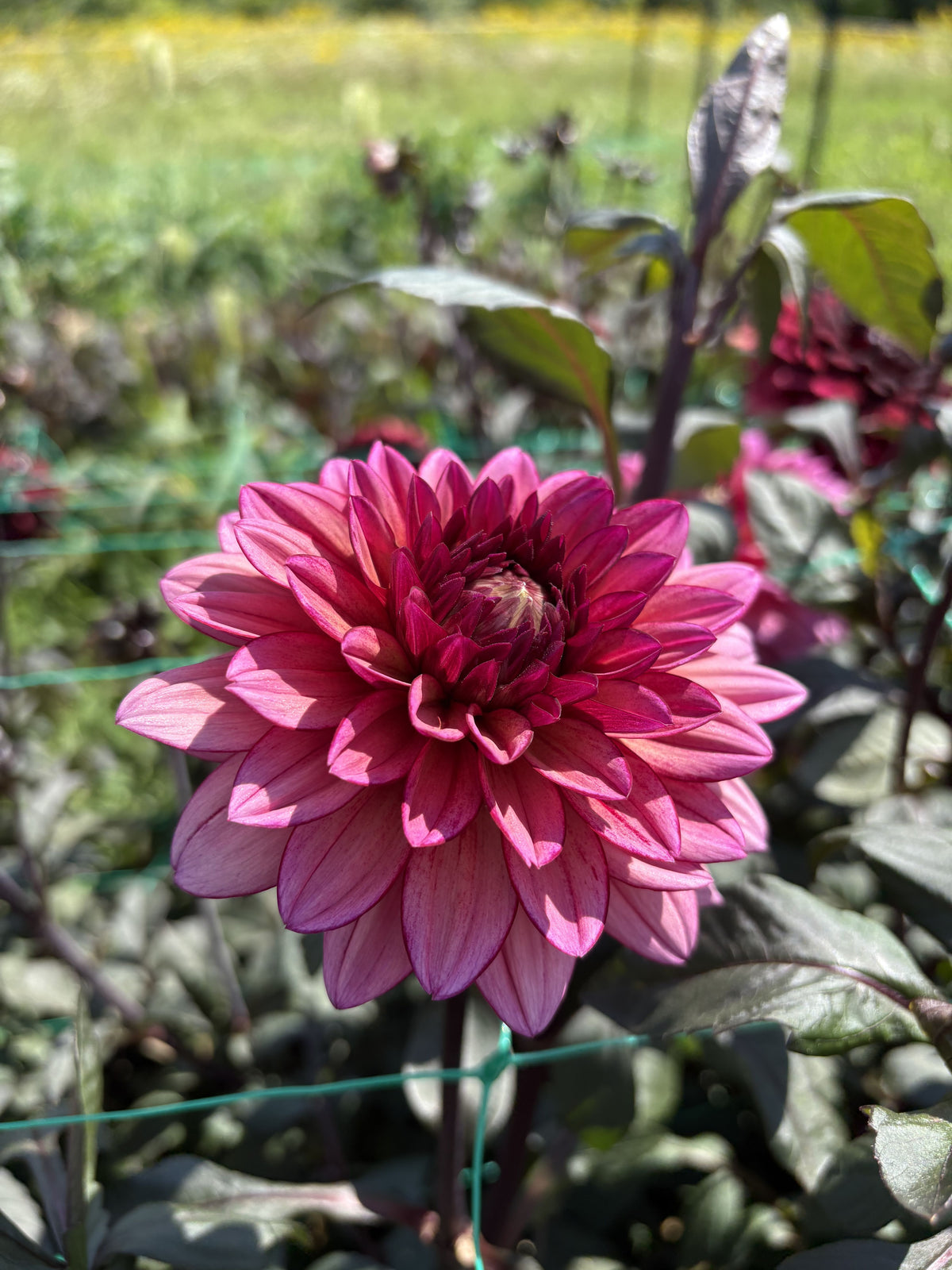 Molly Raven dahlia tuber